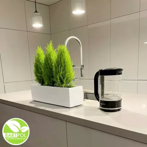 Biała doniczka na kuchennym blacie z cyprysikami